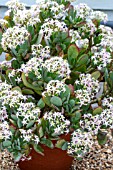 CRASSULA ARBORESCENS