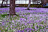 CROCUS TOMMASINIANUS