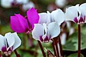 CYCLAMEN COUM