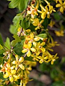 RIBES AUREUM, (ORNAMENTAL CURRANT)