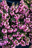 ERICA CARNEA CORINNA