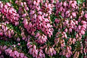 ERICA CARNEA CORINNA