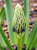 SCILLA PERUVIANA