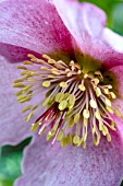 HELLEBORUS HGC MADAME LEMONNIER