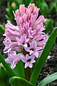 HYACINTHUS ORIENTALIS ANNA MARIE