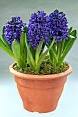 HYACINTHUS ORIENTALIS KRONOS