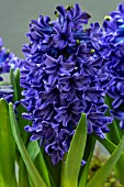 HYACINTHUS ORIENTALIS KRONOS