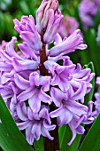 HYACINTHUS ORIENTALIS PURPLE SENSATION