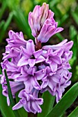 HYACINTHUS ORIENTALIS PURPLE SENSATION