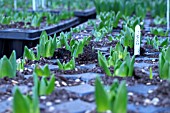 HYACINTHUS ORIENTALIS