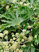 FATSIA JAPONICA