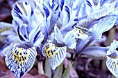 IRIS RETICULATA KATHARINE HODGKIN