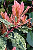 PHOTINIA SERRATIFOLIA PINK CRISPY (OPLOO5)