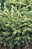 PICEA ABIES NIDIFORMIS