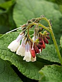 SYMPHYTUM OFFICINALE (COMFREY)