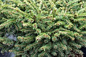 PICEA ABIES NIDIFORMIS