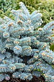 PICEA PUNGENS GLOMERATA GLOBOSA