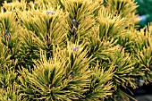 PINUS MUNGO KARSTENS WINTERGOLD