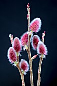 SALIX GRACILISTYLA MOUNT ASO