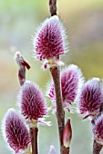 SALIX GRACILISTYLA MOUNT ASO