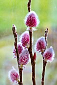 SALIX GRACILISTYLA MOUNT ASO