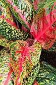 AGLAONEMA RED VALENTINE