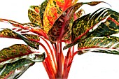 AGLAONEMA RED VALENTINE