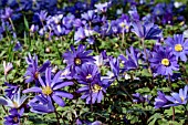 ANEMONE BLANDA