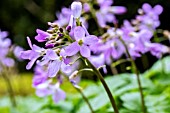 CARDAMINE QUINQUIFOLIA