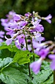 CARDAMINE QUINQUIFOLIA