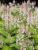 TIARELLA CORDIFOLIA