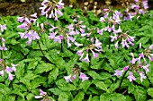 CARDAMINE QUINQUIFOLIA