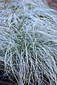 CAREX COMANS FROSTED CURLS