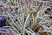 CAREX OSHIMENSIS EVERORO