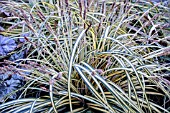 CAREX OSHIMENSIS EVERORO