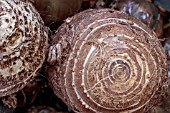 COLOCASIA ESCULENTA COCO