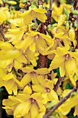 FORSYTHIA X INTERMEDIA GOLDRAUSCH