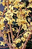 FORSYTHIA X INTERMEDIA GOLDRAUSCH