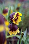 FRITILLARIA MICHAILOVSKYI