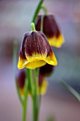 FRITILLARIA MICHAILOVSKYI