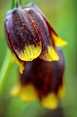 FRITILLARIA MICHAILOVSKYI