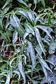 HEDERA HELIX SAGITTIFOLIA