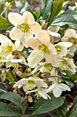 HELLEBORUS CANDY LOVE