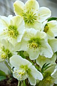 HELLEBORUS SNOW LOVE