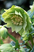 HELLEBORUS X HYBRIDUS HARVINGTON DOUBLE LIME GREEN