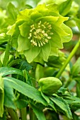 HELLEBORUS X HYBRIDUS HARVINGTON DOUBLE LIME GREEN