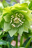 HELLEBORUS X HYBRIDUS HARVINGTON DOUBLE LIME GREEN