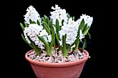 HYACINTHUS ORIENTALIS AIOLOS