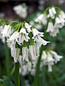 ALLIUM TRIQUETRUM (THREE CORNERED LEEK)