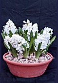 HYACINTHUS ORIENTALIS AIOLOS